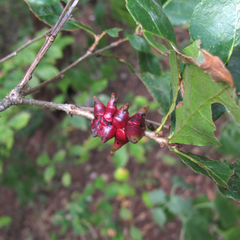 Disholcaspis pattersoni