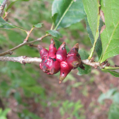 Disholcaspis pattersoni