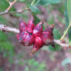 Disholcaspis pattersoni