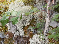 Betula platyphylla