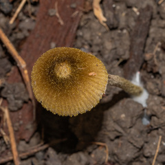 Entoloma flavoviride