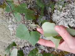 Betula platyphylla