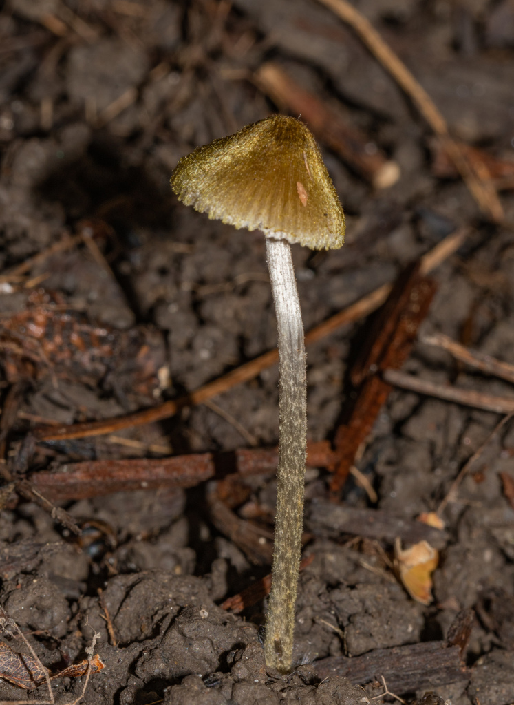 Entoloma flavoviride