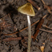 Entoloma flavoviride - Photo (c) bob15noble, some rights reserved (CC BY-NC), uploaded by bob15noble