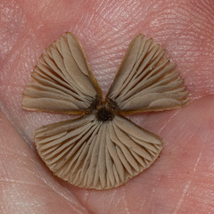 Entoloma flavoviride