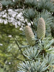 Cedrus deodara