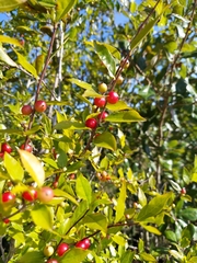 Ilex ambigua