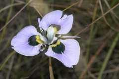 Moraea villosa