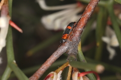 Lemidia