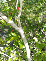 Ilex ambigua