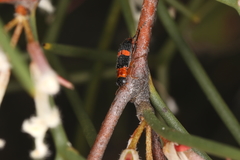 Lemidia