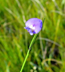 Psoralea trullata