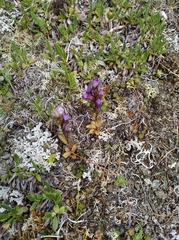 Gentianella auriculata