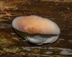 Postia pelliculosa