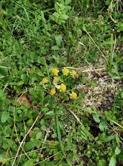 Bupleurum triradiatum