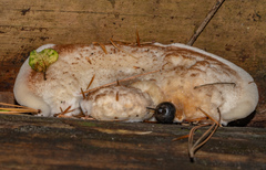 Postia pelliculosa