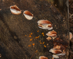 Postia pelliculosa
