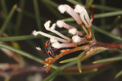 Lemidia