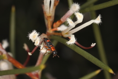 Lemidia