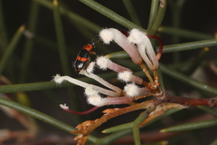 Lemidia