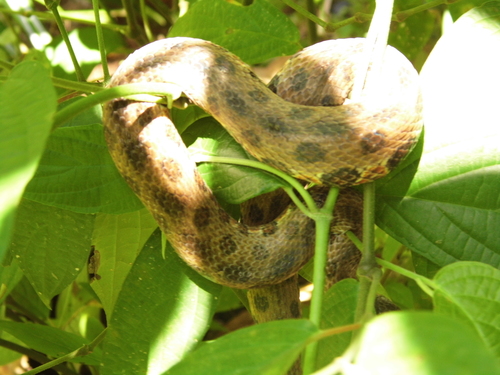 Photo of a Hagmann's Keelback (Helicops hagmanni)