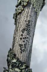 Lecanora circumborealis