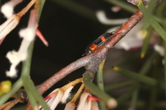 Lemidia