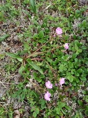 Claytonia acutifolia