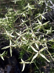 Clematis leptophylla