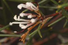 Lemidia