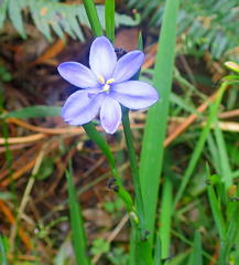 Aristea ensifolia