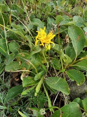 Crepis chrysantha