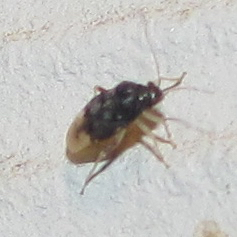 Pycnoderes