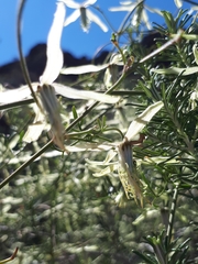 Clematis leptophylla