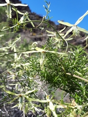 Clematis leptophylla