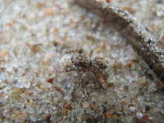 Attulus distinguendus