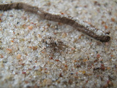 Attulus distinguendus