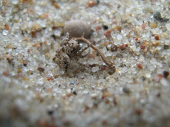 Attulus distinguendus