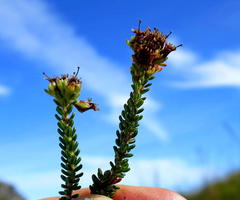 Erica stylaris