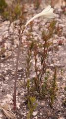 Cyrtanthus leucanthus