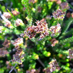 Erica stylaris