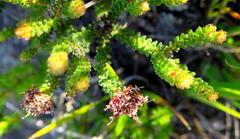 Erica stylaris