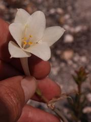 Cyrtanthus leucanthus