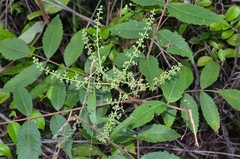 Rhus hypoleuca
