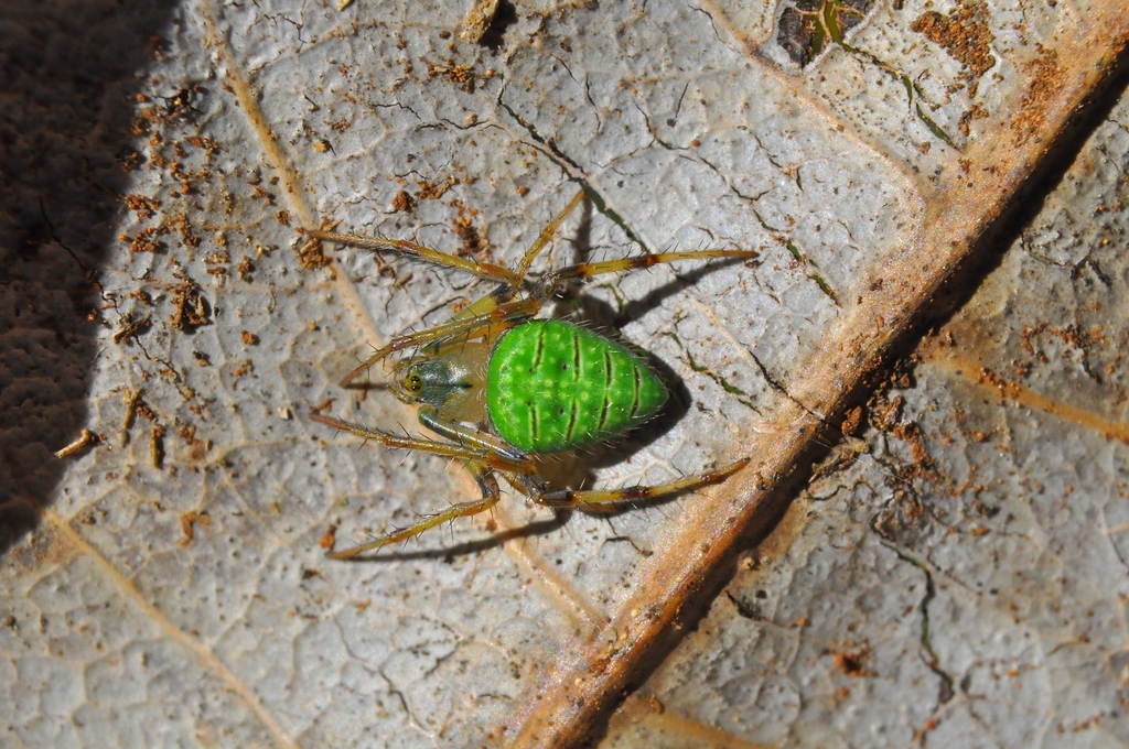 Eustala smaragdinea