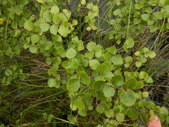 Betula divaricata