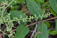Rhus hypoleuca