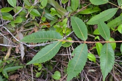 Rhus hypoleuca