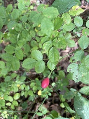 Rosa arvensis