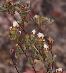Lampranthus glomeratus
